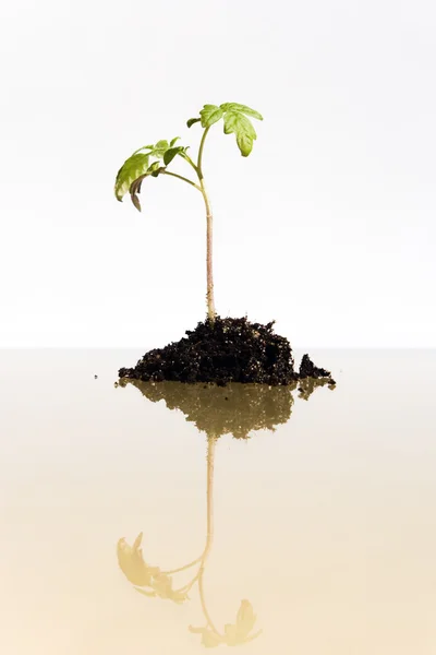 Young Plant Growing Soil — Fotografia de Stock