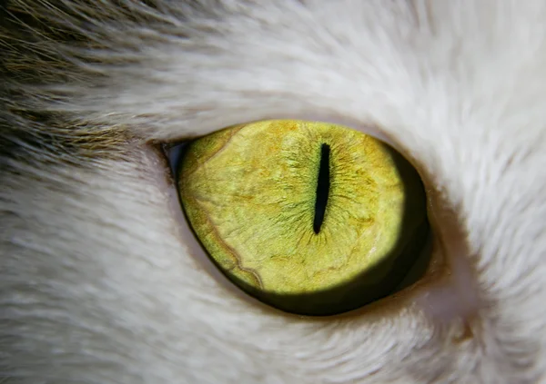 Close Yellow Cat — стоковое фото