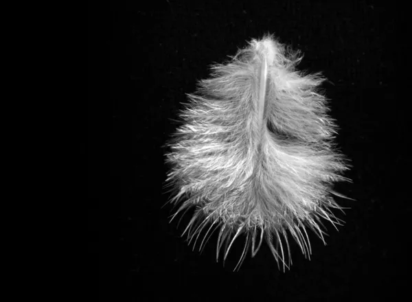 Black Feathers Isolated White — Stock Fotó
