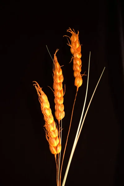 Ear Wheat Black Background — Stock Photo, Image