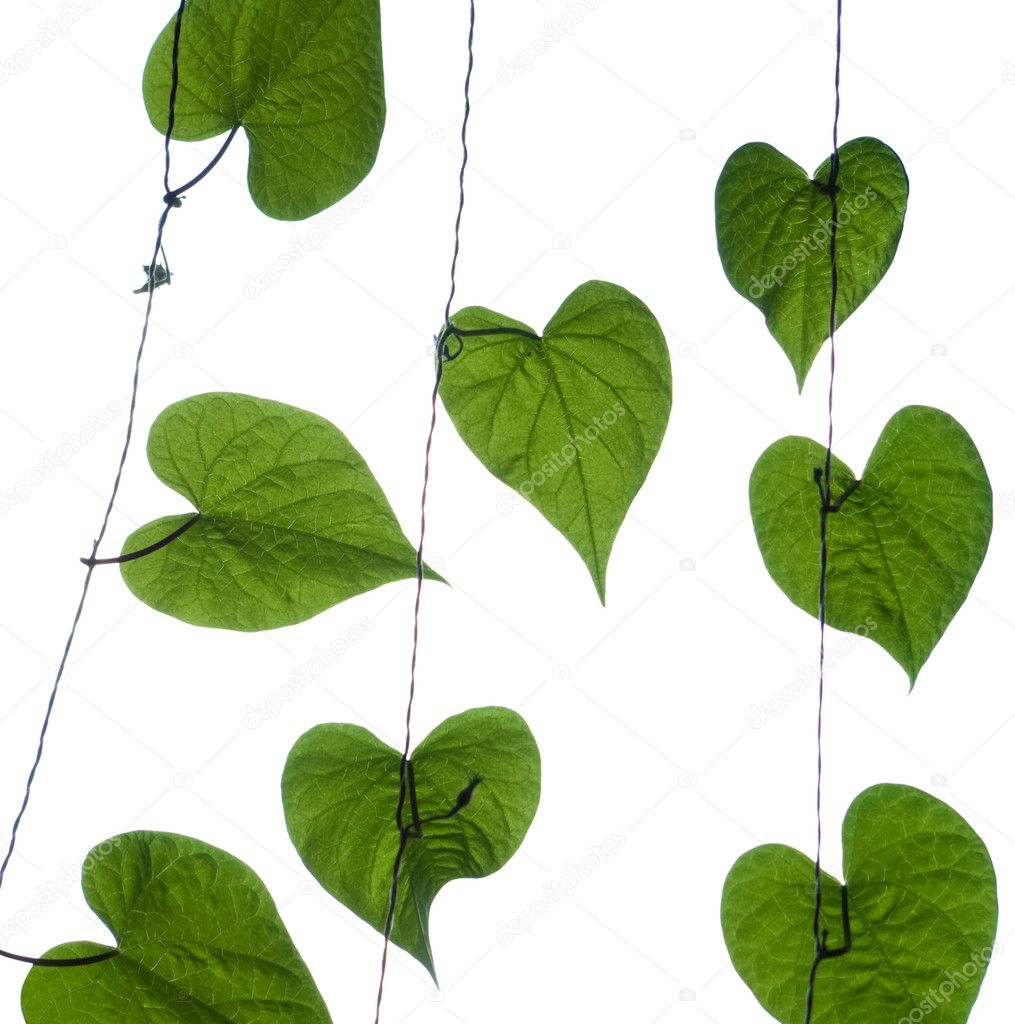 green leaf on the rope isolated on white background 
