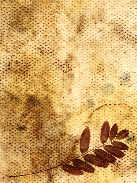 Grungy paper with plant — Stock Photo, Image