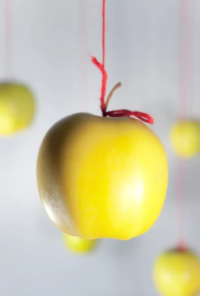 Hanging yellow apples — Stock Photo, Image