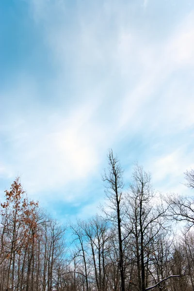 Krásný cloudscape v lese — Stock fotografie