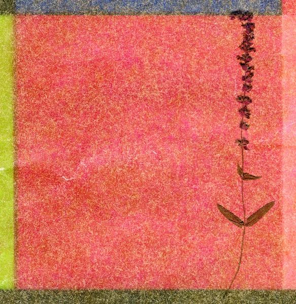 Renkli çiçek arka planı — Stok fotoğraf