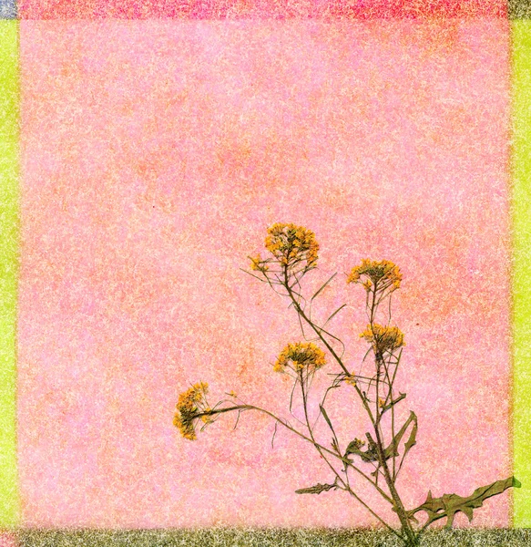 彩色花朵背景 — 图库照片