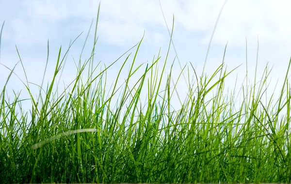 Grass on a background of the sky — Stock Photo, Image