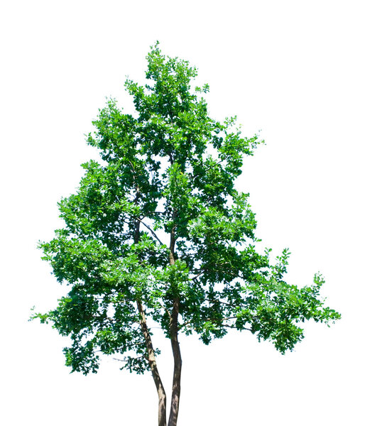 Nature. green tree isolated on white background