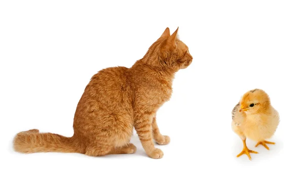 stock image Red cat and yellow chicken