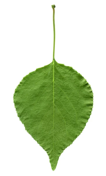 살구의 잎 — 스톡 사진