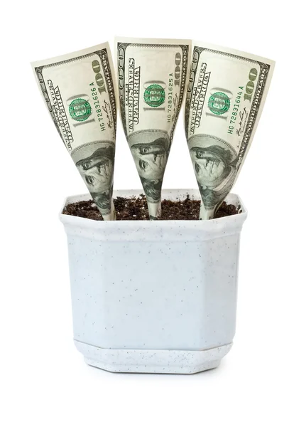 stock image Money grows in a flowerpot