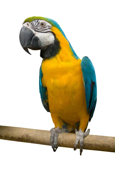 stock image Bird parrot