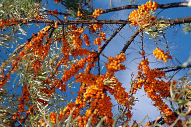 Sea-buckthorn berries clipart