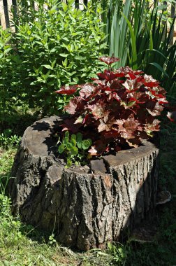 Heuchera