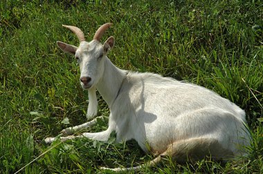 White Goat clipart