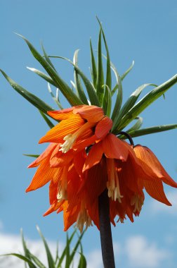 Fritillaria imperialis