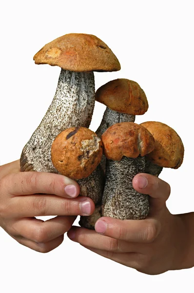 Young aspen mushrooms — Stock Photo, Image