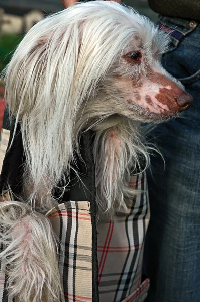 Biały chiński mały pies w torbę — Zdjęcie stockowe