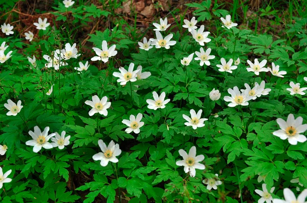 stock image Anemones