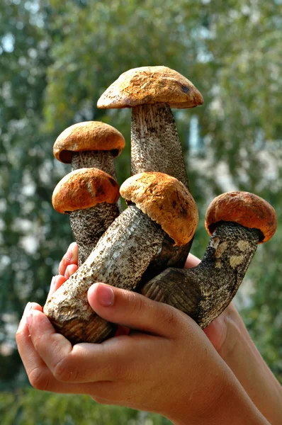 Young aspen mushrooms in hands — Stock Photo, Image