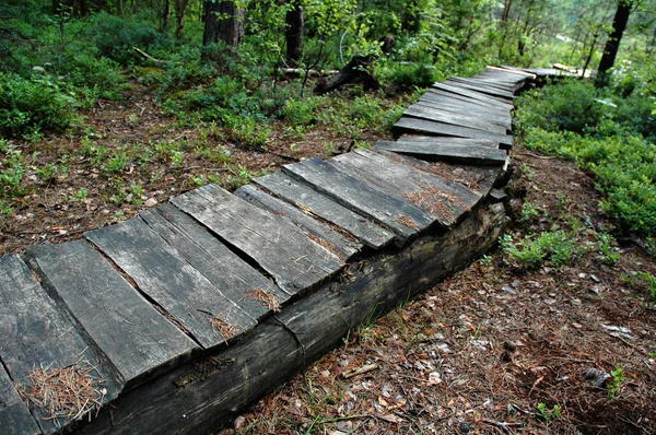 stock image Footpath through a bog.