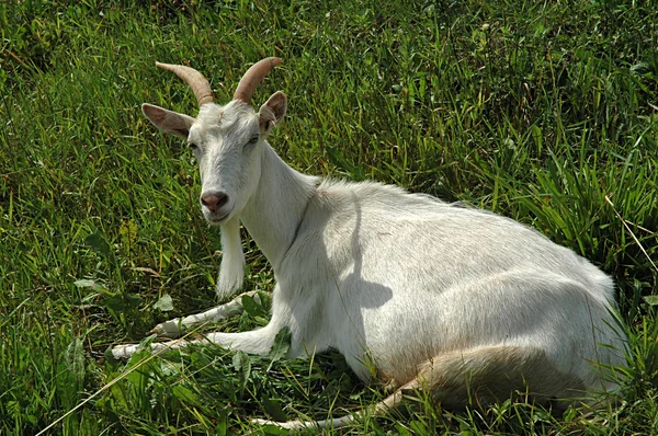 White Goat — Stock Photo, Image