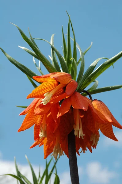 Fritillaria imperialis — Stock Photo, Image