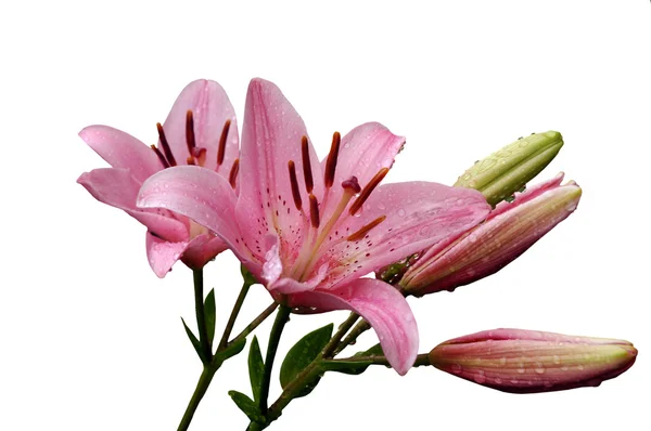 Różowe Lilie — Zdjęcie stockowe