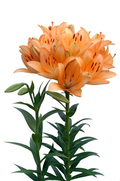 Orange lily with buds — Stock Photo, Image