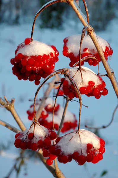Le viburnum dans la neige — Photo