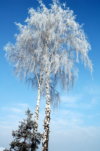 El misterioso parque de invierno — Foto de Stock
