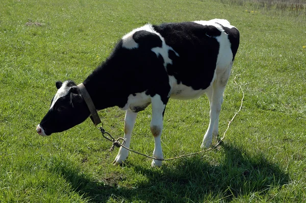 stock image Blask and white calf