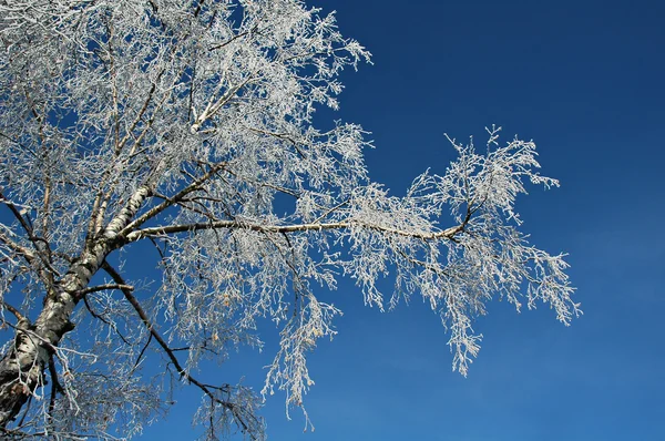 桦木和霜 — 图库照片