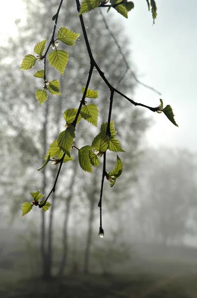 stock image Spring