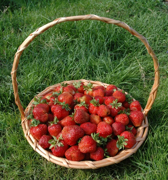 Strawberry Basket — Stock Photo, Image
