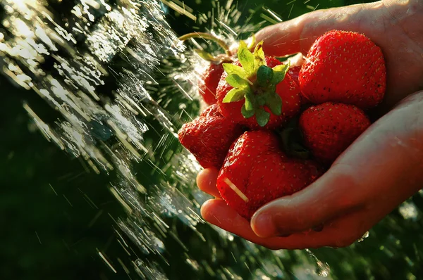 Erdbeere unter einem Wasserstrahl. — Stockfoto