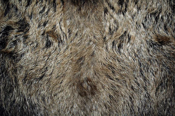 Шкіра дикого кабана — стокове фото