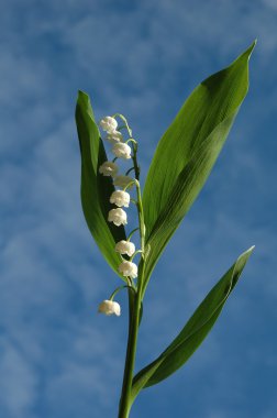 Lily-of-the-valley clipart