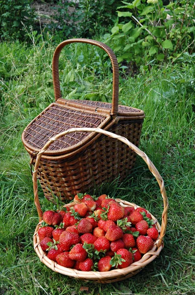 딸기 가득 바구니 — 스톡 사진