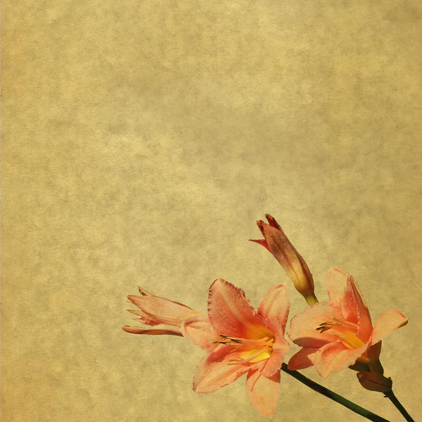 Цветочный фон с дневными лилиями — стоковое фото