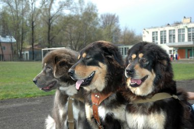 Tibetan Mastiff clipart