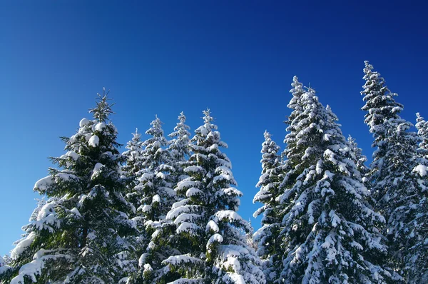 Wintertannenholz — Stockfoto