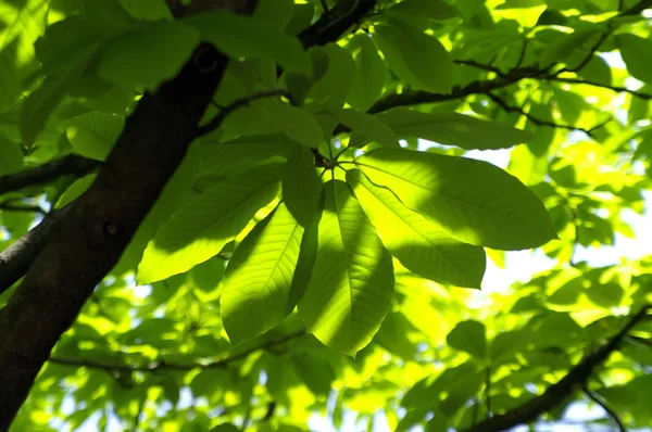 Manolya yaprakları — Stok fotoğraf