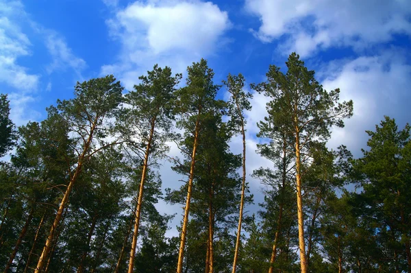 Madeira de pinheiro — Fotografia de Stock