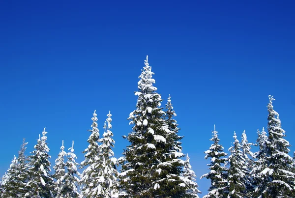 Winter fir wood — Stock Photo, Image
