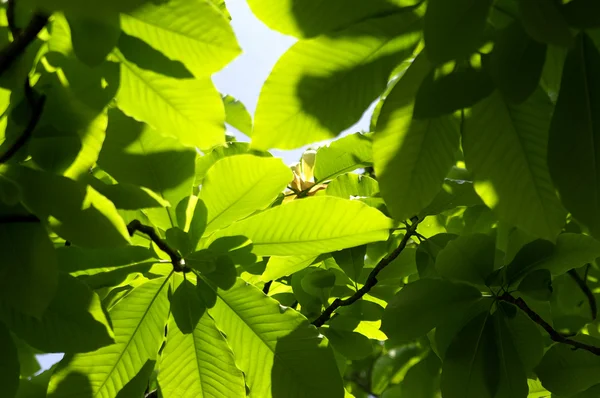 stock image Magnolia leaves