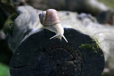 Snail clipart