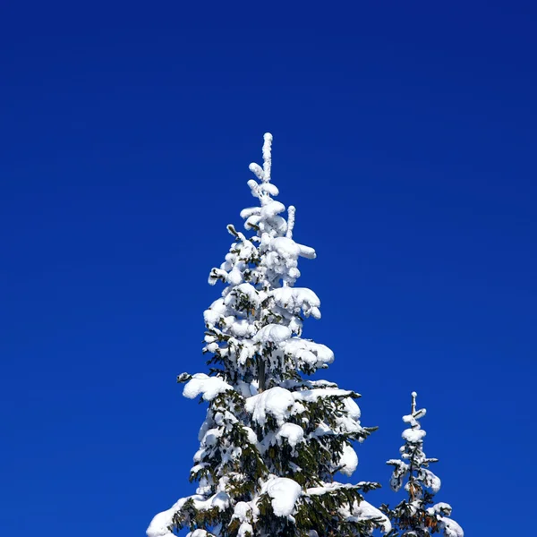 Kış köknar — Stok fotoğraf