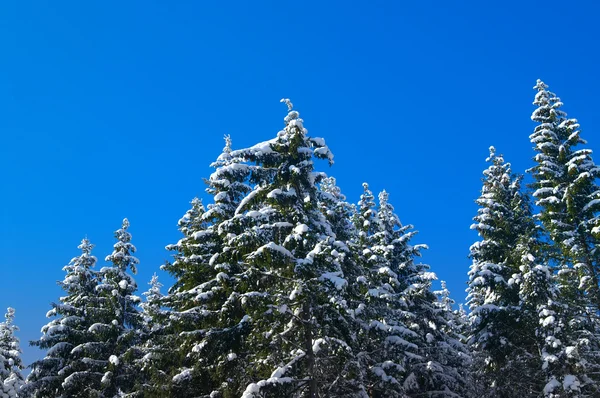 Wintertannenholz — Stockfoto