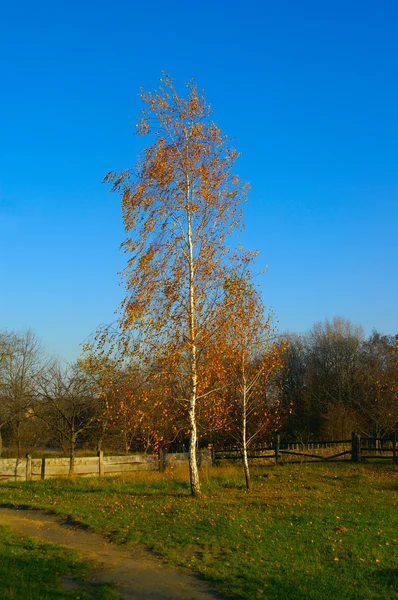 Birch. Autumn. — Stock Photo, Image